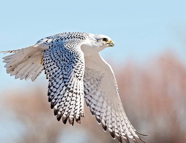 Mani_forever's profile picture. I am good in dreaming.. i am a day dreamer. Nothing happens overnight. I am organic..! ppl call me a pessimist and a lazy *ss..!