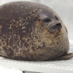 大福あざらし Pontatarou Twitter 大福あざらし Pontatarou Twitter