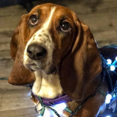 Queen of Everything. Iamsadiethebasset@gmail.com