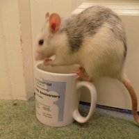 Penny Horsfield 💙 (@horsfieldpenny) 's Twitter Profile