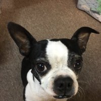 Joey (@mc1508xd) 's Twitter Profile
