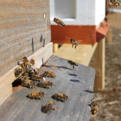 Research platform: #climatechange, #foodsecurity, #futurecrops #biodiversity @PEACUCD. Teaching resource for #pomology #apiculture.