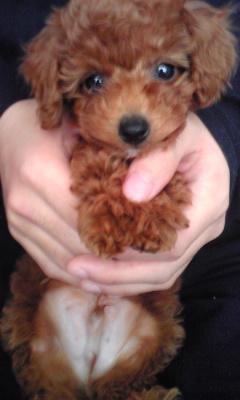 brun_futagami's profile picture. ブランという名前のトイプードルを飼っています。とっても可愛い顔してます。ブログも始めたところです。