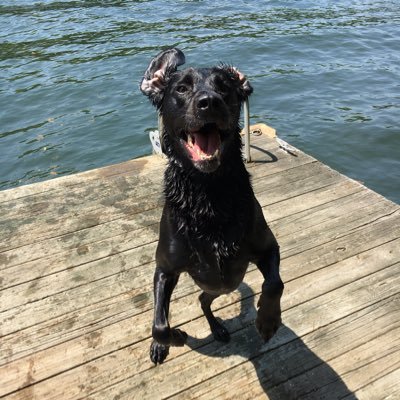 Lab-Irish Setter...I love balls, water, snow, taking my family's things + especially swimming in the lake! ShadowLakeDog on IG/Threads #shelterdog