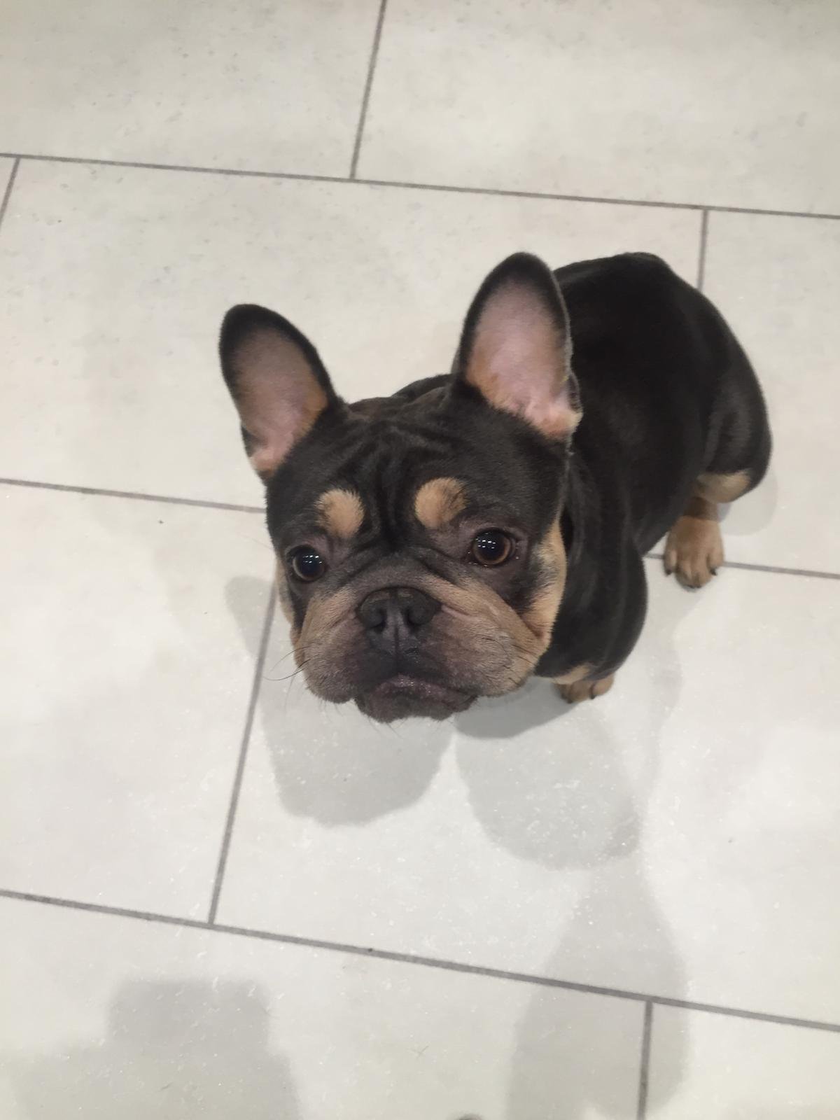 French bulldog puppies for sale. We are a small hobby breeder of French Bulldogs.