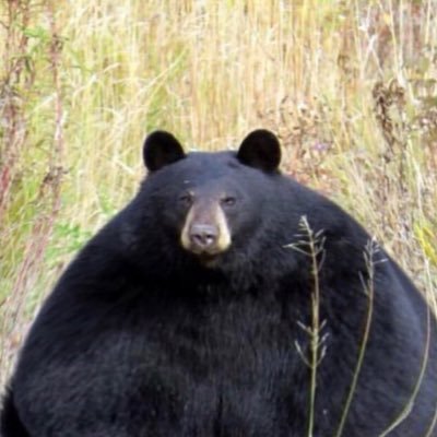 nothuskyguy's profile picture. 