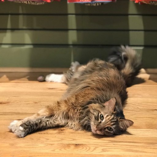 SnarkyStoreCat's profile picture. Sometimes I need what only you can provide: your absence. Kansas City's snarkiest feline. Home: @barkerykc