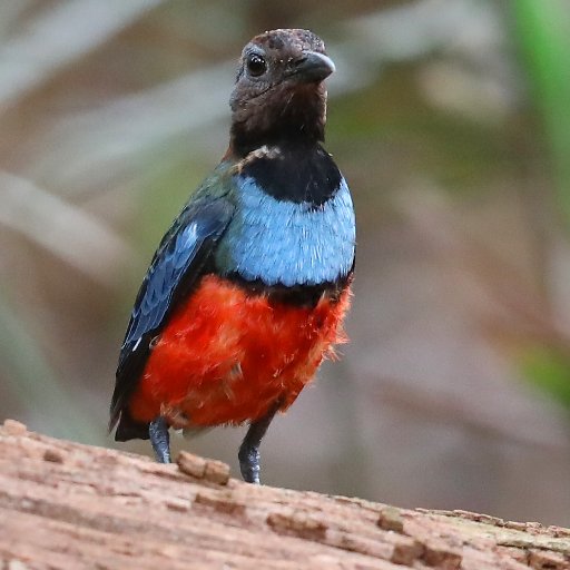 BirdwatchingT Profile Picture