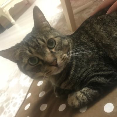 猫好き♡キジトラ♂りく君♡ ミンミちゃん♡無言フォロー歓迎です♪平野紫耀くん好ૢきૢ(⑉• •⑉)❤︎副業もやってます!無料で18歳以上ならできます✩気になる方は気軽にDMへ❁