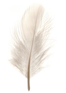 schoolforpeace's profile picture. 