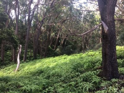 YeungSissi's profile picture. 