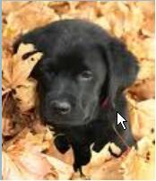 New Zealand's Pet Dedicated Website - helping animals by supporting the SPCA throughout New Zealand