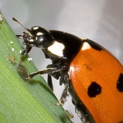 Our research area within #ecology is plant-plant chemical interaction, its ecological, mechanistic aspects and its #sustainable pest management @_slu