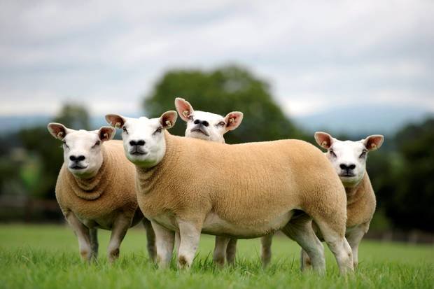 Sheep Farmers working hard '365 producing great quality Lamb, Hogget, Mutton & Wool. Follow for sheep news & views through the seasons 🐑
Admin @RachelLumley