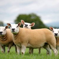 Sheep_365 🐑 (@sheep_365) 's Twitter Profile