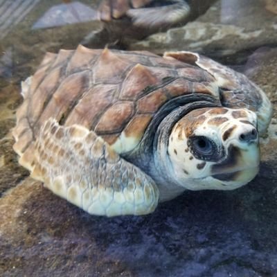 日和佐うみがめ博物館カレッタ Caretta3 Twitter