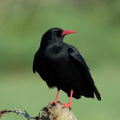 Reporting and retweeting bird sightings and news from Pembrokeshire. #PembsBirds