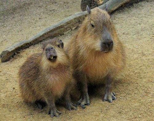 tamammi's profile picture. 最近コーヒーにはまっています。週末の朝に豆を挽いてコーヒーを飲む時間が幸せ。