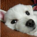 rami kim - @armeesae - Twitter