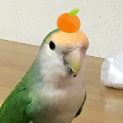 🌻せんはち🕊鳥類愛好会過激派🐥さんのプロフィール画像