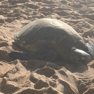 ketsuji1's profile picture. DB好きな人です。