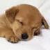 Christie Smith - @doglover340 - Twitter