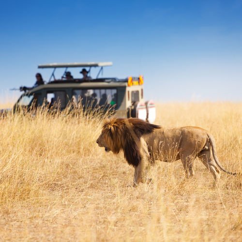 Travel buff, Safari lover & huge fan of our beloved South Africa - visit https://t.co/GIC4mIyBuh for all travel related info.