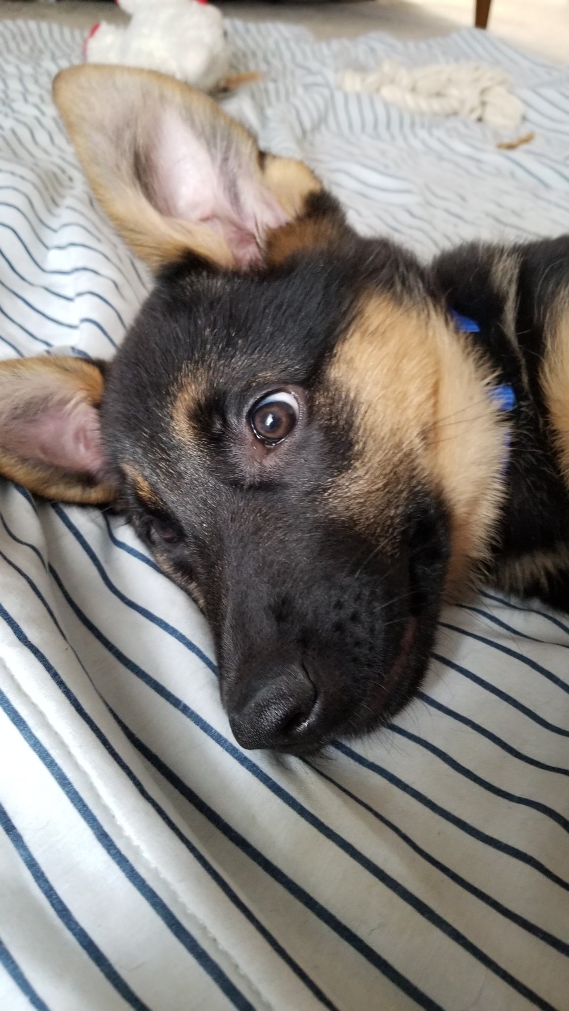 gorgiasinpurple's profile picture. A coffee and donut kind of guy