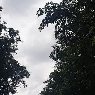 siskarivon's profile picture. 