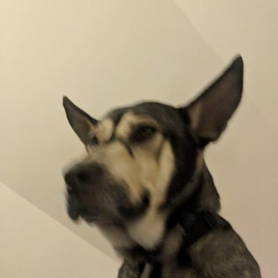 forest__fawn's profile picture. 