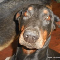 American Kate (@sweetcourage76) 's Twitter Profile