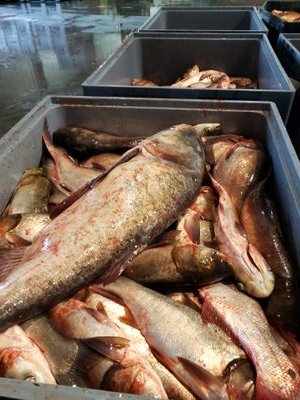 American Predator Fishery is a family owned business whose purpose is to provide balance between native and invasive species in The United States. #ourwaters