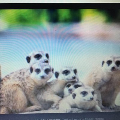 We are Meerkats class from @SidleshamSchool. Follow us to see what we are up to, help answer some of our questions and see some of the work we are proud of.