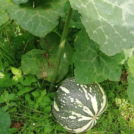 Enamorada de la agricultura