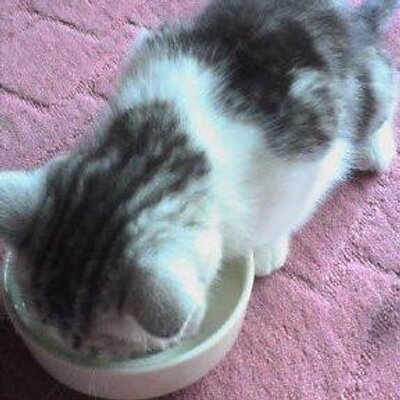 くろねこのジジ Vegarigel Twitter