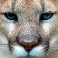 Norton Elementary (@nortoncougars) 's Twitter Profile