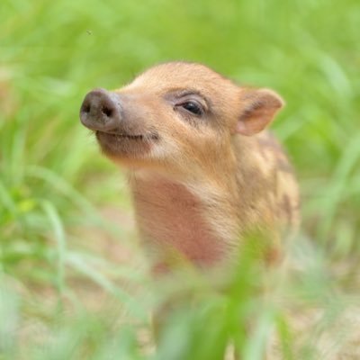 7/29日テレ嗚呼みんなの動物園出演 🐗7/28〜8/27猫満福庵(伊豆)で写真展🐗写真絵本「うりぼうと母さん」🐗写真集Wildboar知られざるイノシシの「棲」🐗insta:mst.dol14🐗