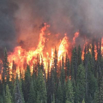 BCwildfires1's profile picture. there are several reasons for the severity of the last two wildfire seasons in B.C., including a lack of controlled burning and aggressive firefighting