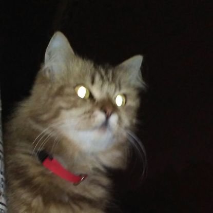 urangbumi_'s profile picture. Pelanggan Primajasa Bandung - Jakarta