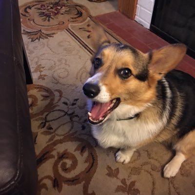 Mother, Grandmother, #Resist, NANCERELLA, Princess of all that is good! Corgi Grandma #corgisforguncontrol I’m also a potty mouth. you’re welcome. And FUCK 45.