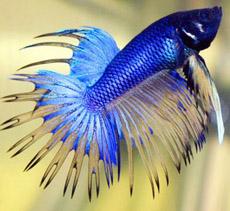 Chicago's Best Aquariums,Freshwater and Saltwater Tropical Fish, Inverts and Supplies.
Check Out Our New Arrivals Weekly!