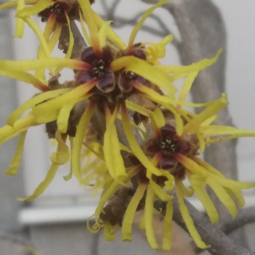 ScienceRad's profile picture. Ph.D. #lifescience #Cancertherapy #Harvardalumni #MusicBiz from #Opera #Pop to #Hip Hop  #Wildlifeprotection