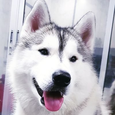 jagiesu1's profile picture. I'm a lover of the Siberian Husky breed!