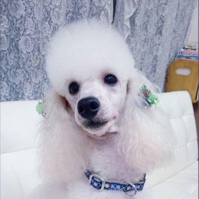 犬動画かわいいおもしろい訓練風景など集めました ワン生徒達の動画がいっぱい サカタドッグスクール Beloved Dogs 7 Twitter