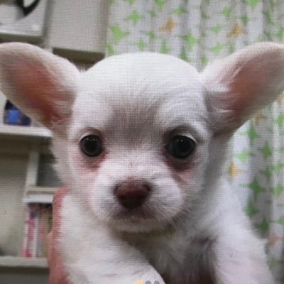 🐥3羽の文鳥さん🐥(桜2羽姉弟) (シナモン1羽妹🐶2頭のワンちゃん🐶チワワ♀(ロングコートクリーム)6歳とキャバリア♀(ブレンハイム)3歳と暮らしています。病気の影響でTwitterを離れがちですが、Twitterは大切な場所です❤️