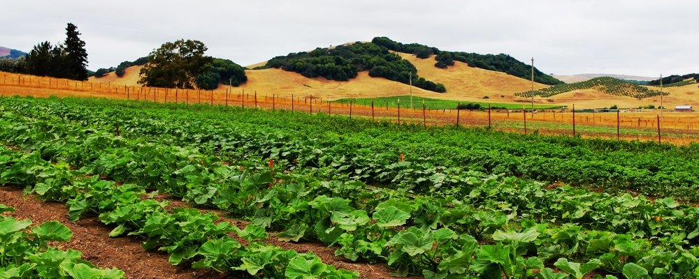 Raising funds to preserve, sustain and reclaim forests, fields and farmland in America's rural, suburban and urban areas.