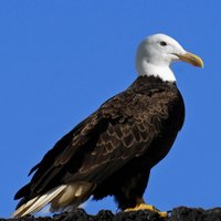 Seajull (@seajulll) 's Twitter Profile