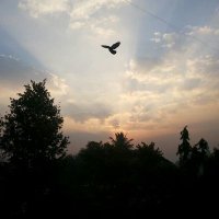 theHonestPal (@3l4de) 's Twitter Profile