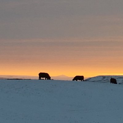 Grangercreek's profile picture. quality red angus, commercial replacements, hay producer