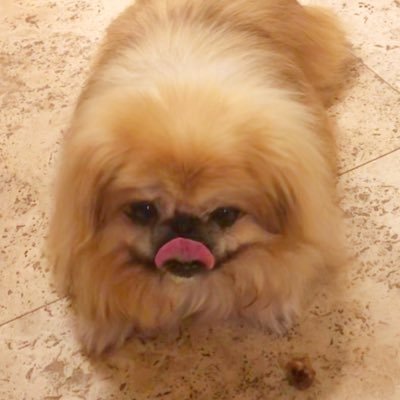 14yrs young Pekingese rescue, sweet & spoiled since 1/17/19, following my sis Lady Mags, English Bulldog who was spoiled and loved for 14.5 years.